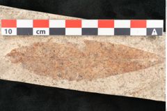 Foto (Detailansicht) von Quercus palaeoilex Ettingshausen (NHMW-GEO-2024-0188-8115)